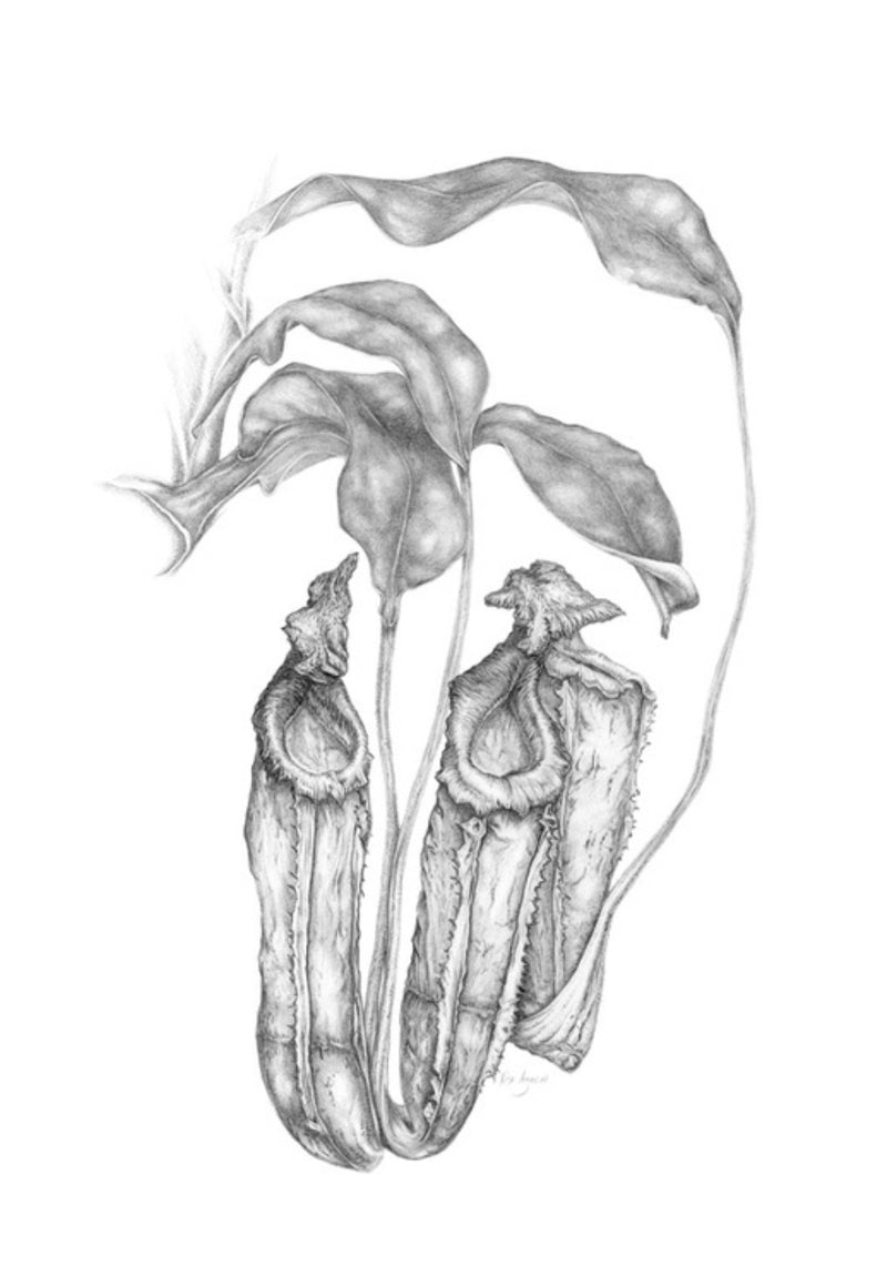 Nepenthes Allardii Drawing