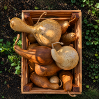 Gourd & Glow Lantern Making Workshop