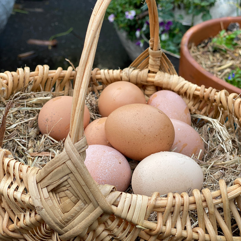 Egg Basket Workshop
