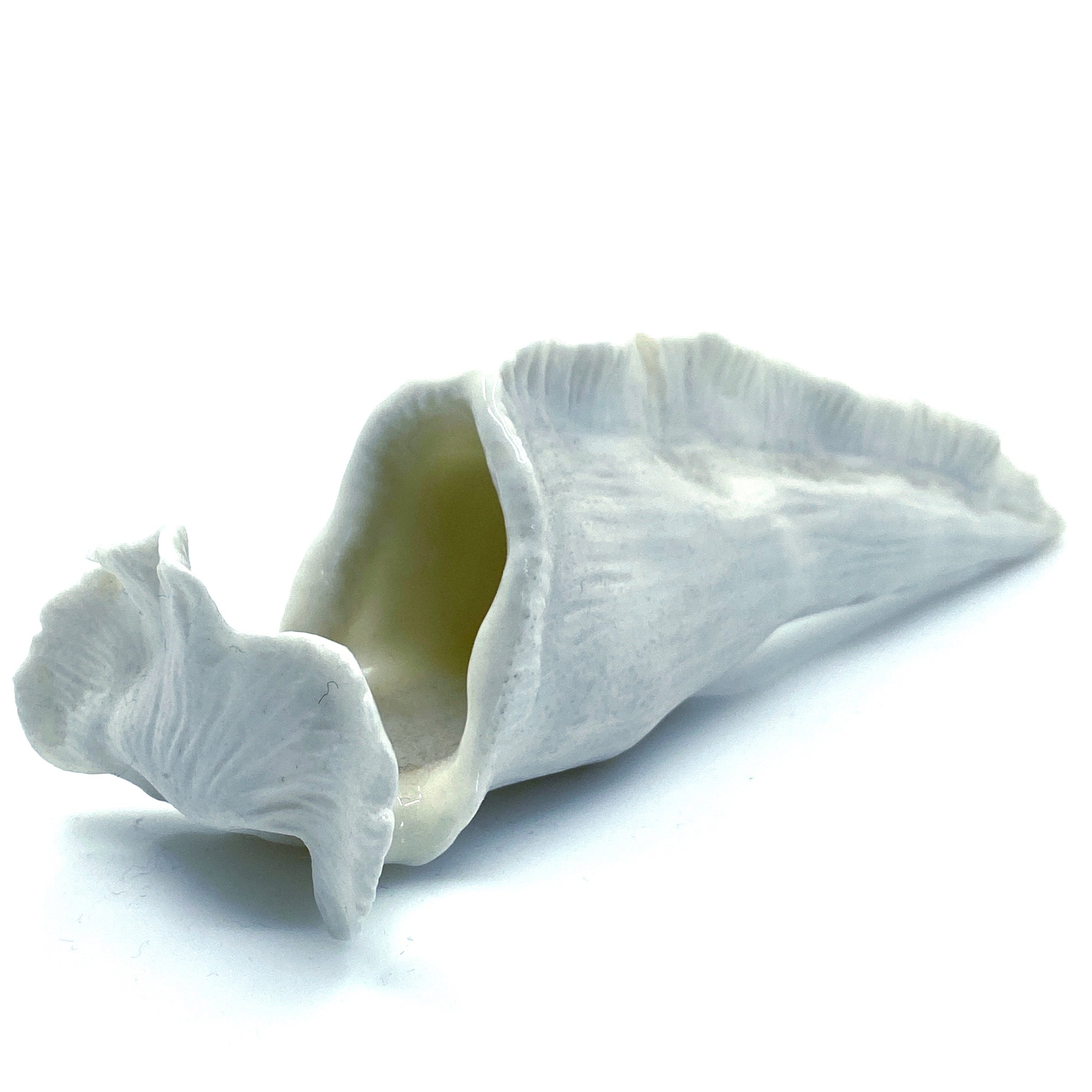 Porcelain Vase 4