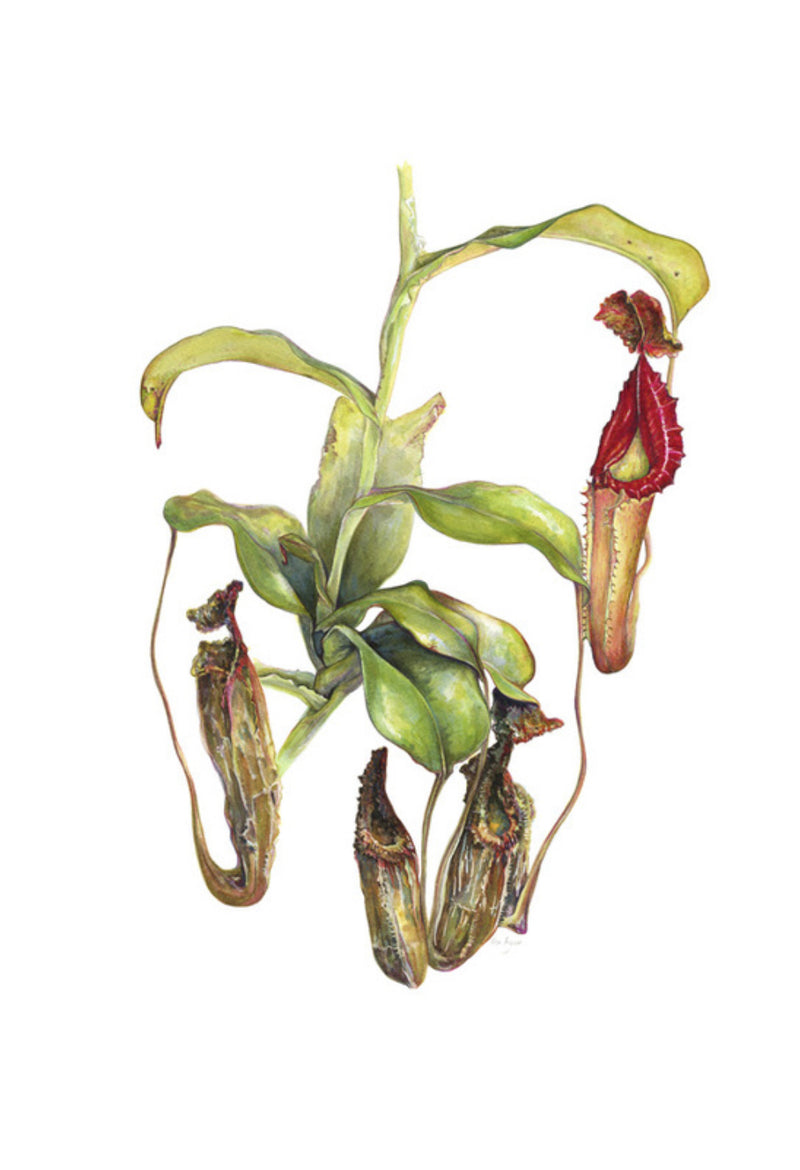 Nepenthes Allardii Watercolour Painting